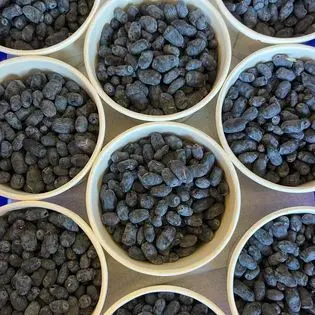 fresh haskap berries