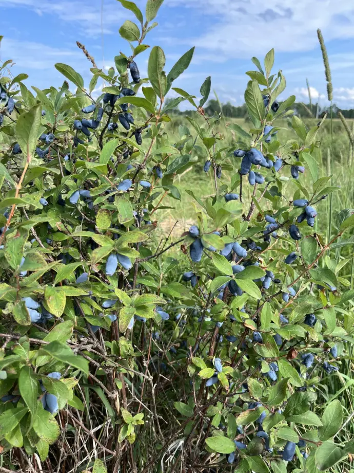 haskap berries ripe on the bushes